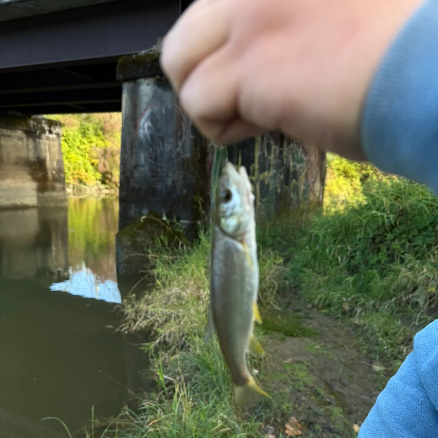 Northern pikeminnow caught on Fishbrain