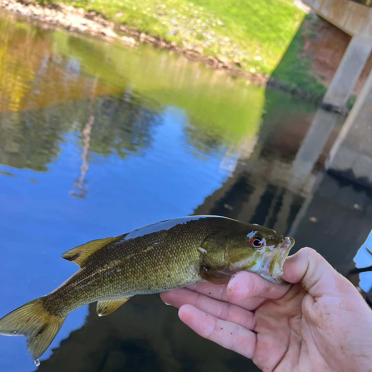 Smallmouth bass caught on Fishbrain