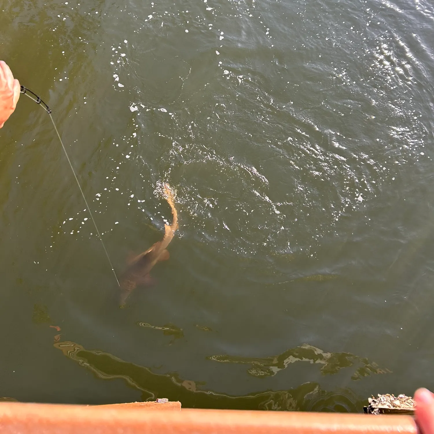 The most recent Nurse shark catches on Fishbrain