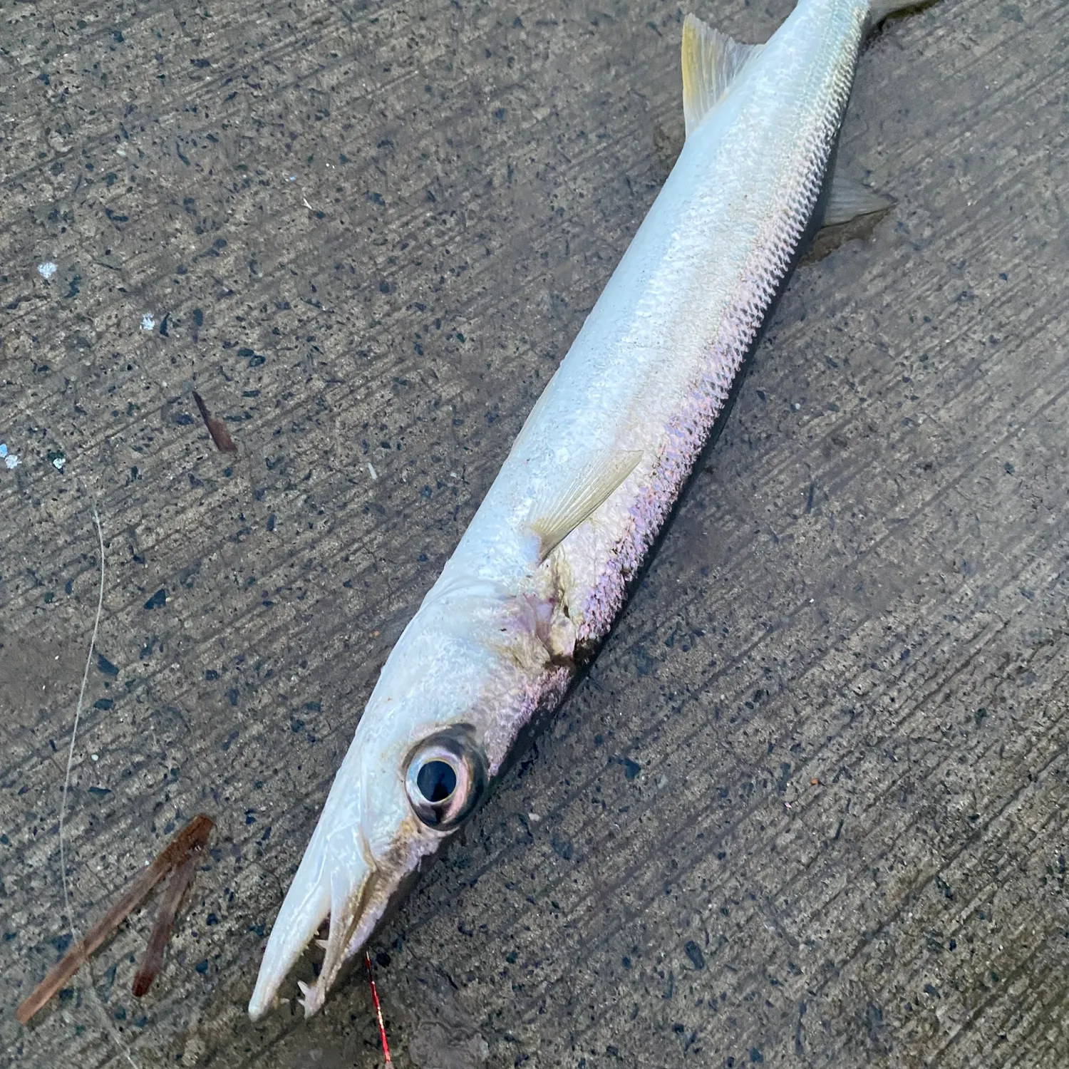 Australian barracuda caught on Fishbrain