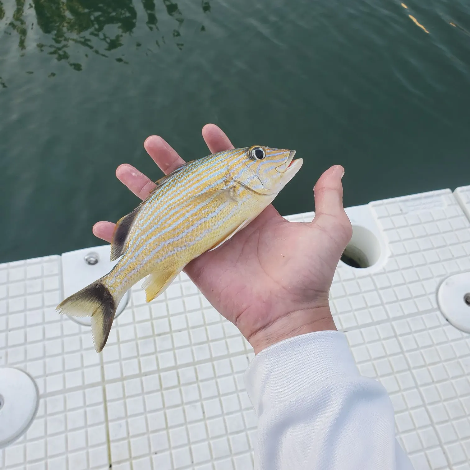 The most recent Bluestriped grunt catches on Fishbrain