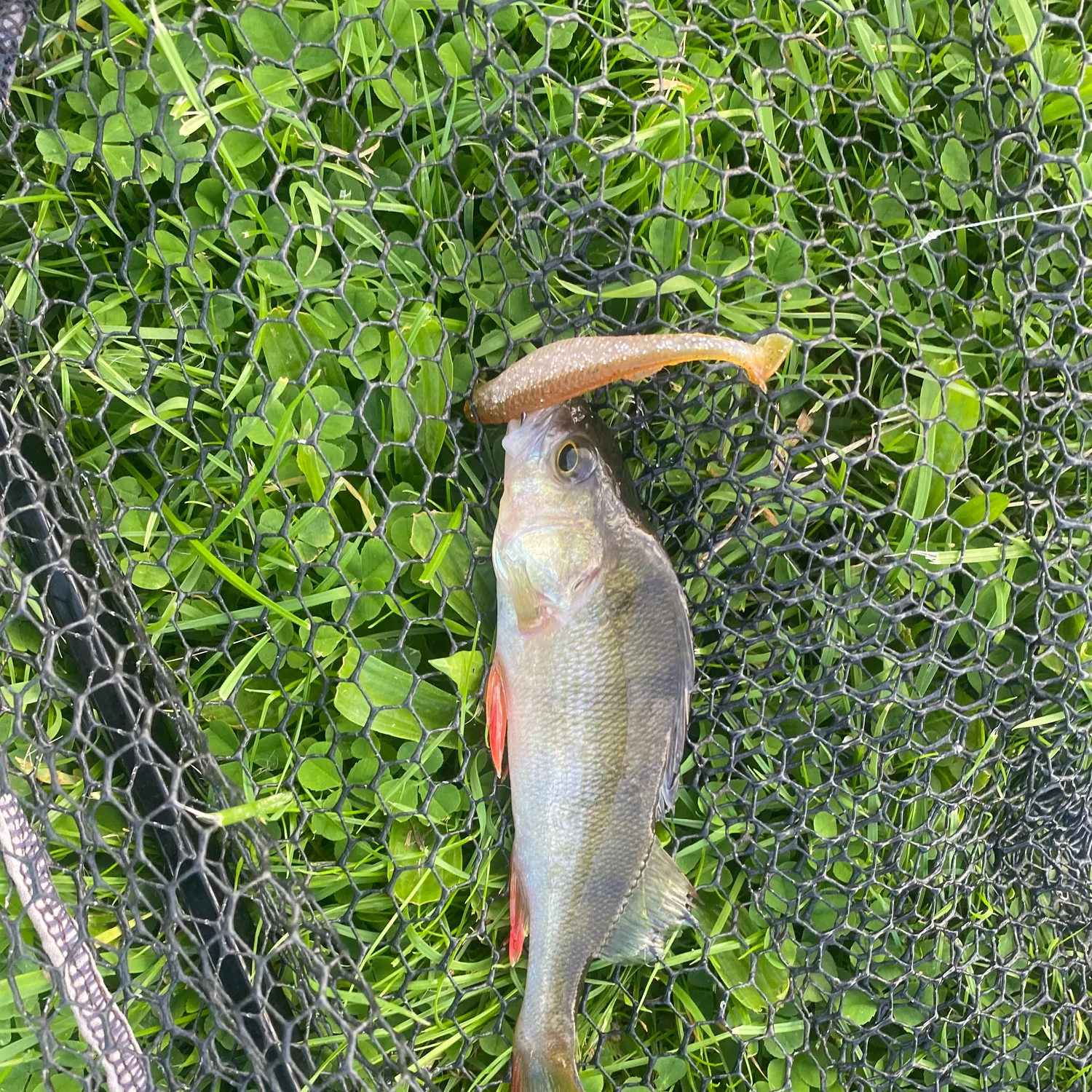 European perch caught on Fishbrain