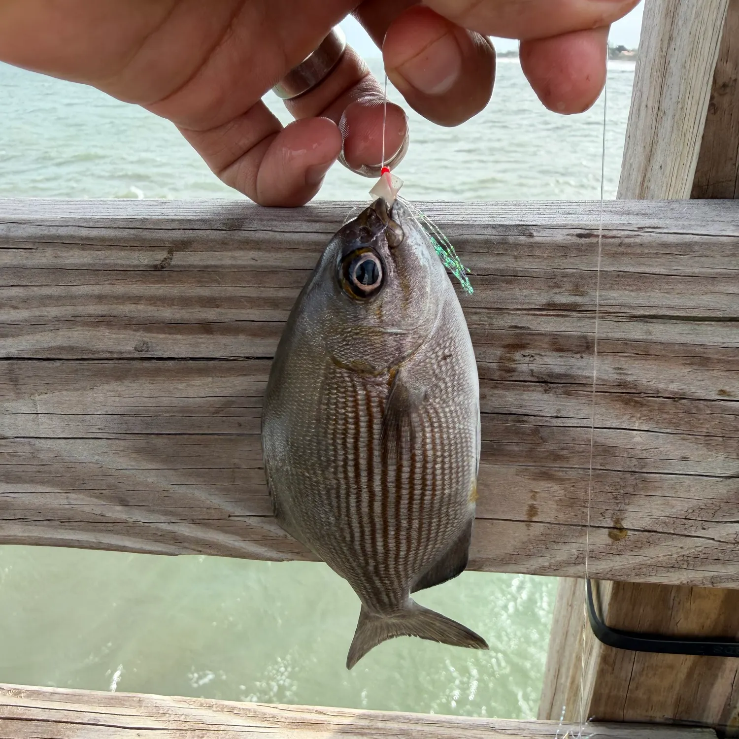 Striped mojarra caught on Fishbrain