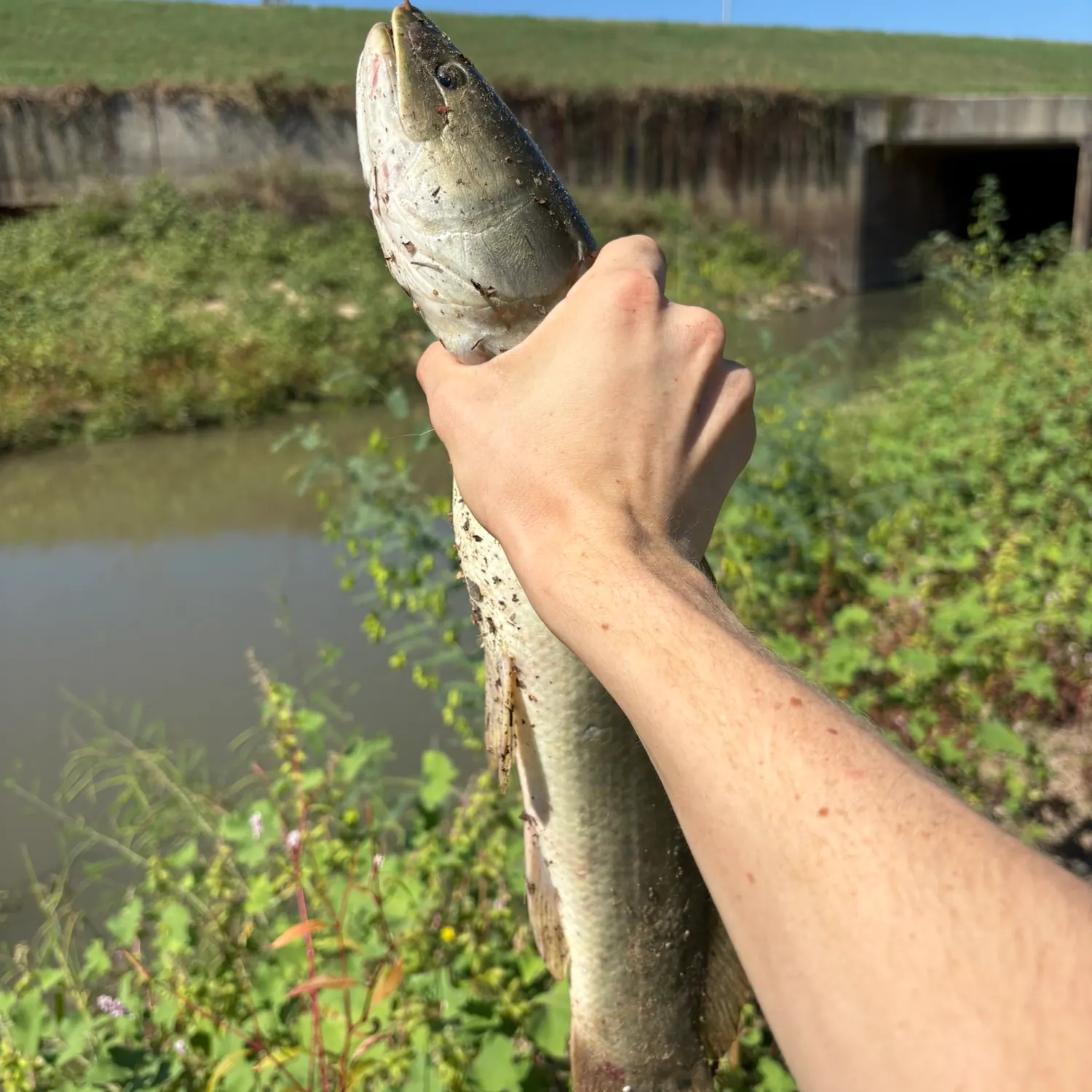 Eyetail bowfin caught on Fishbrain