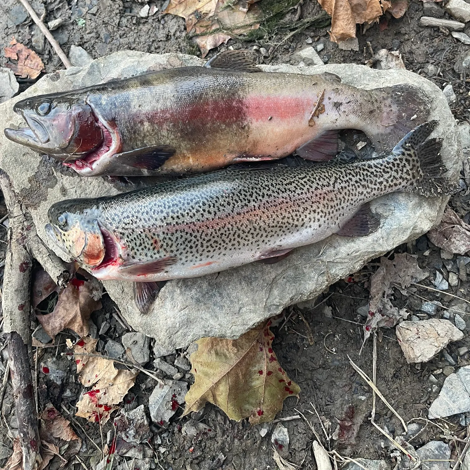 recently logged catches