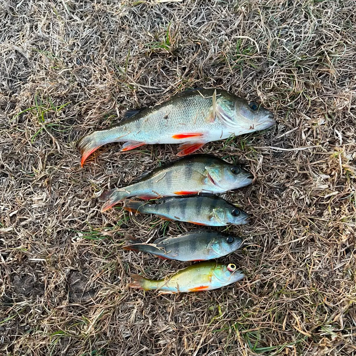 European perch caught on Fishbrain
