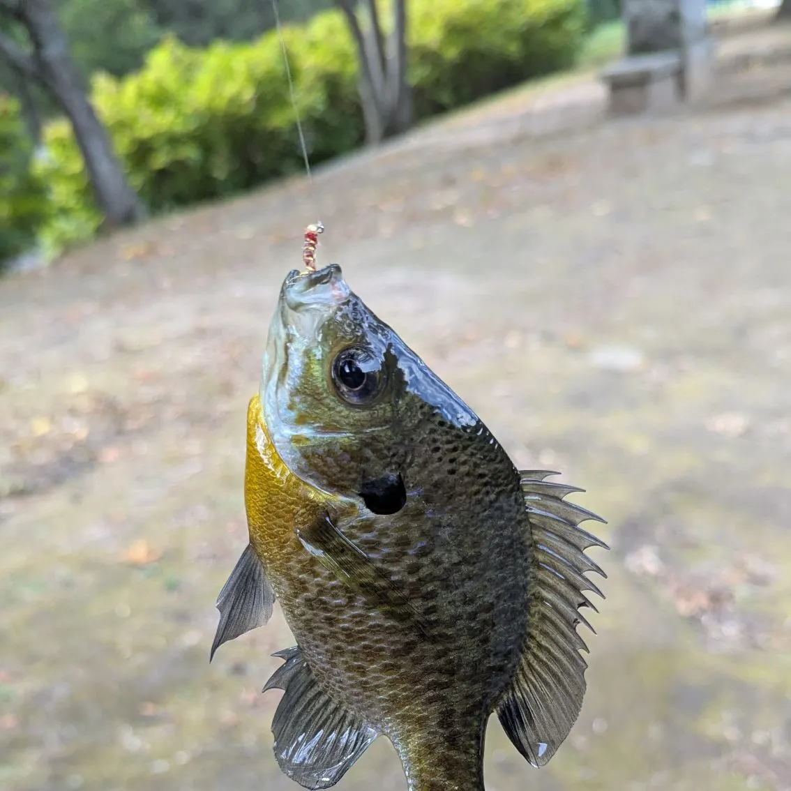 Bluegill caught on Fishbrain