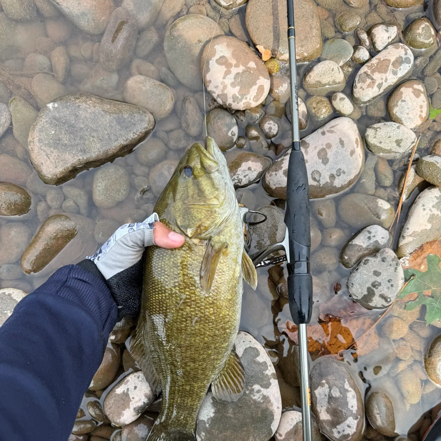 The most recent Smallmouth bass catches on Fishbrain