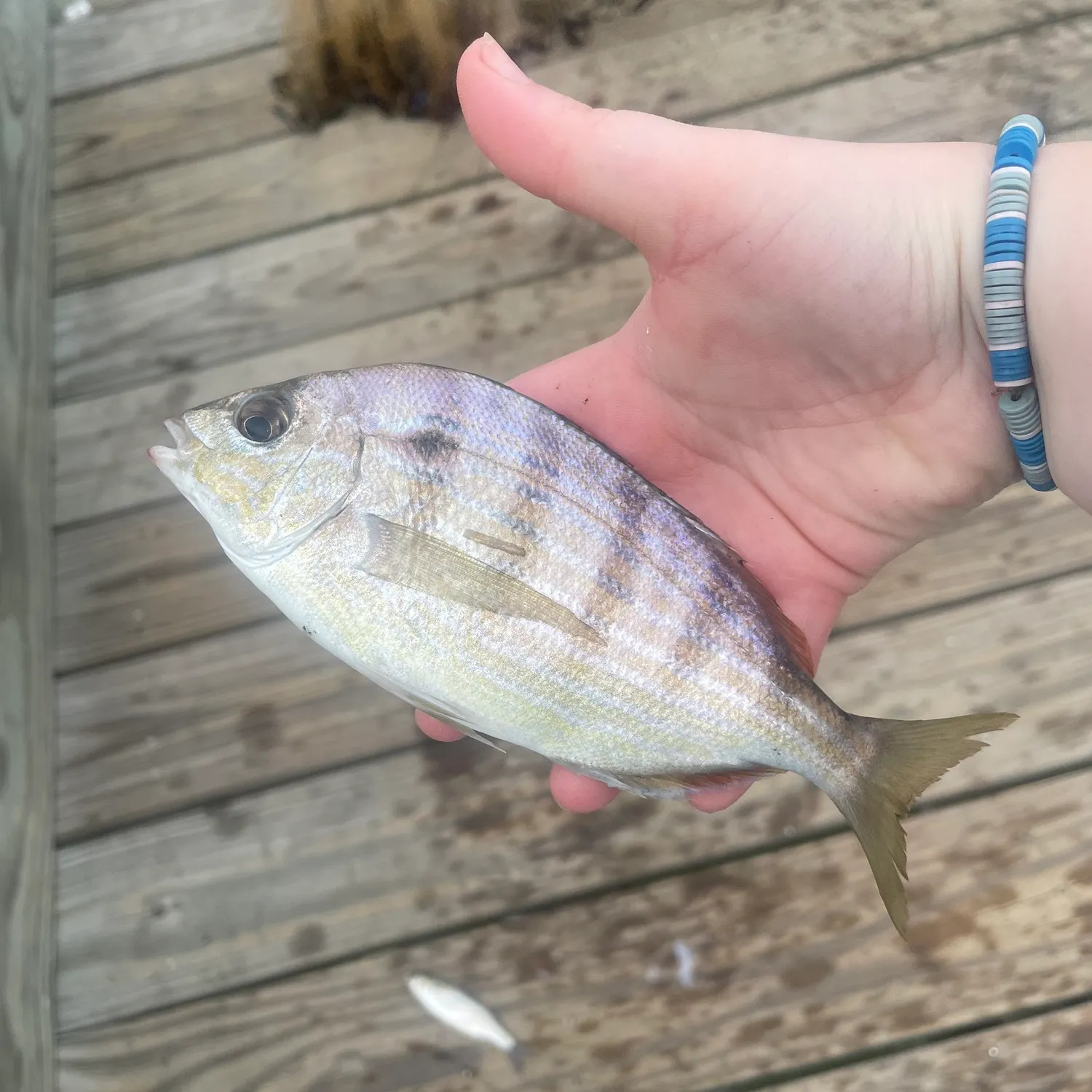 The most recent Pinfish catches on Fishbrain