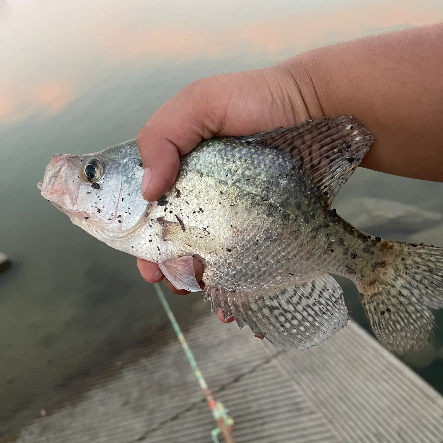 White crappie caught on Fishbrain