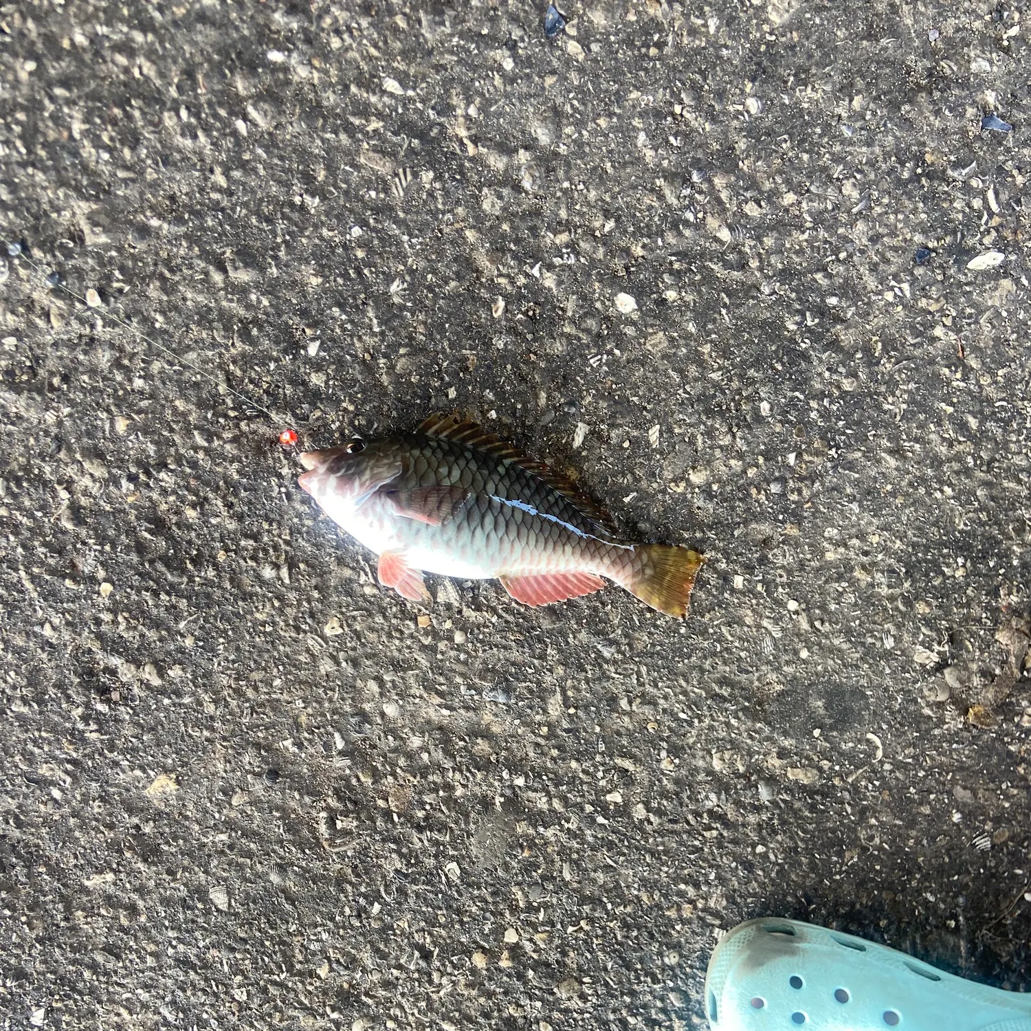 The most recent Yellow-tail parrotfish catches on Fishbrain