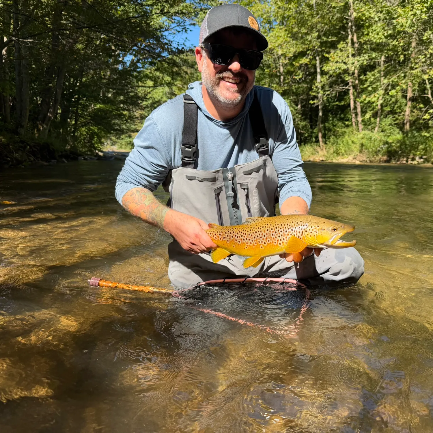 Brown trout caught on Fishbrain