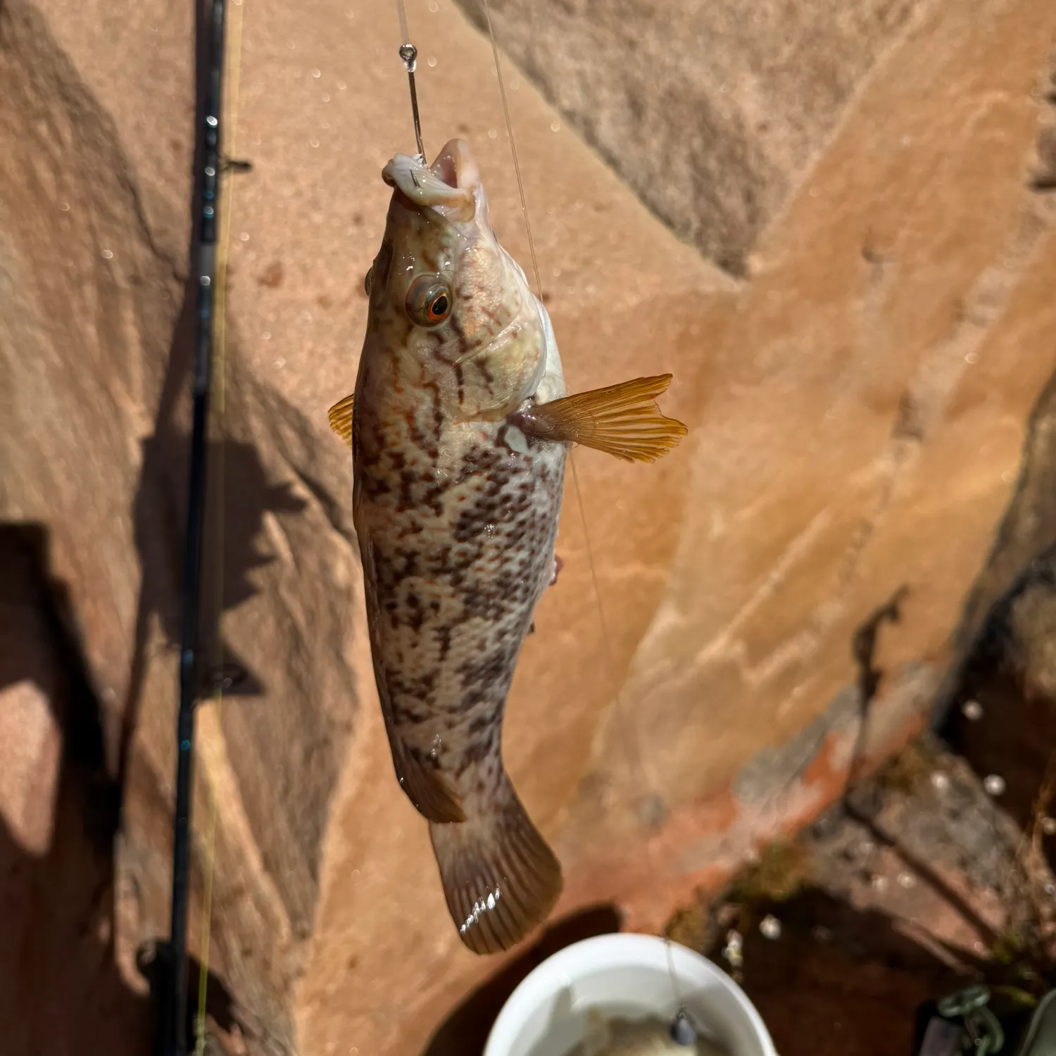 Ballan wrasse caught on Fishbrain