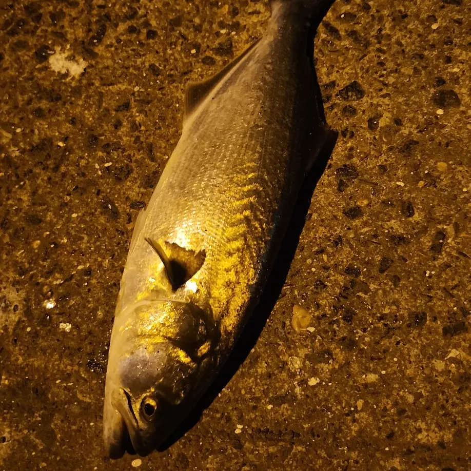 Bluefish caught on Fishbrain