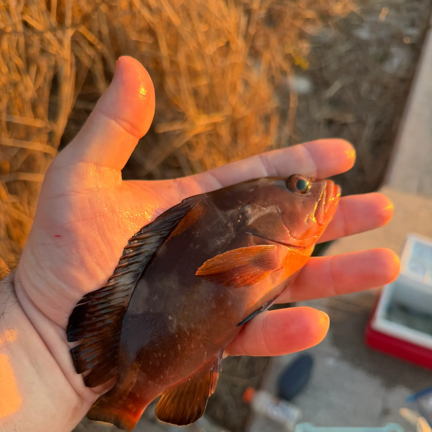 The most recent Red grouper catches on Fishbrain