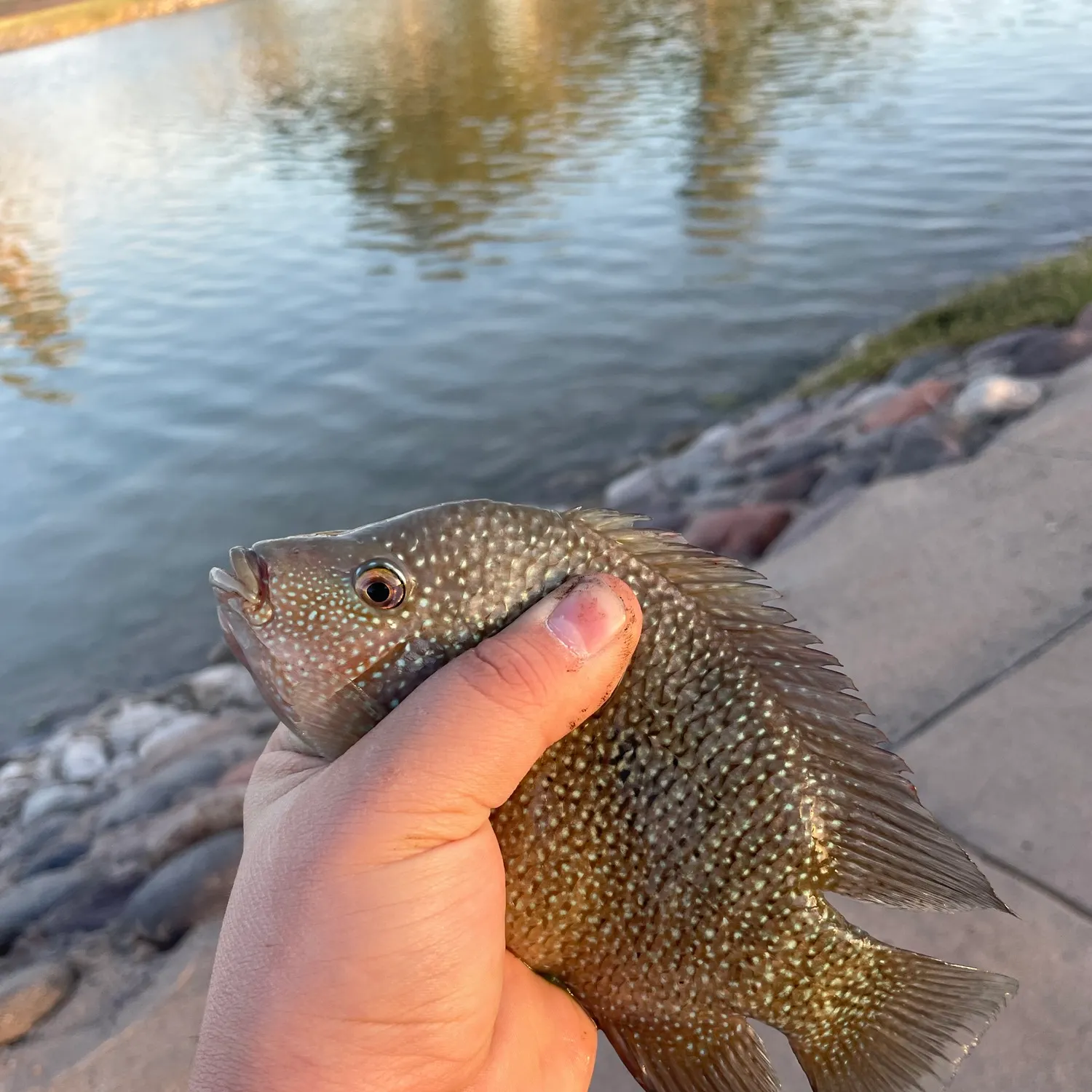 Rio Grande cichlid caught on Fishbrain
