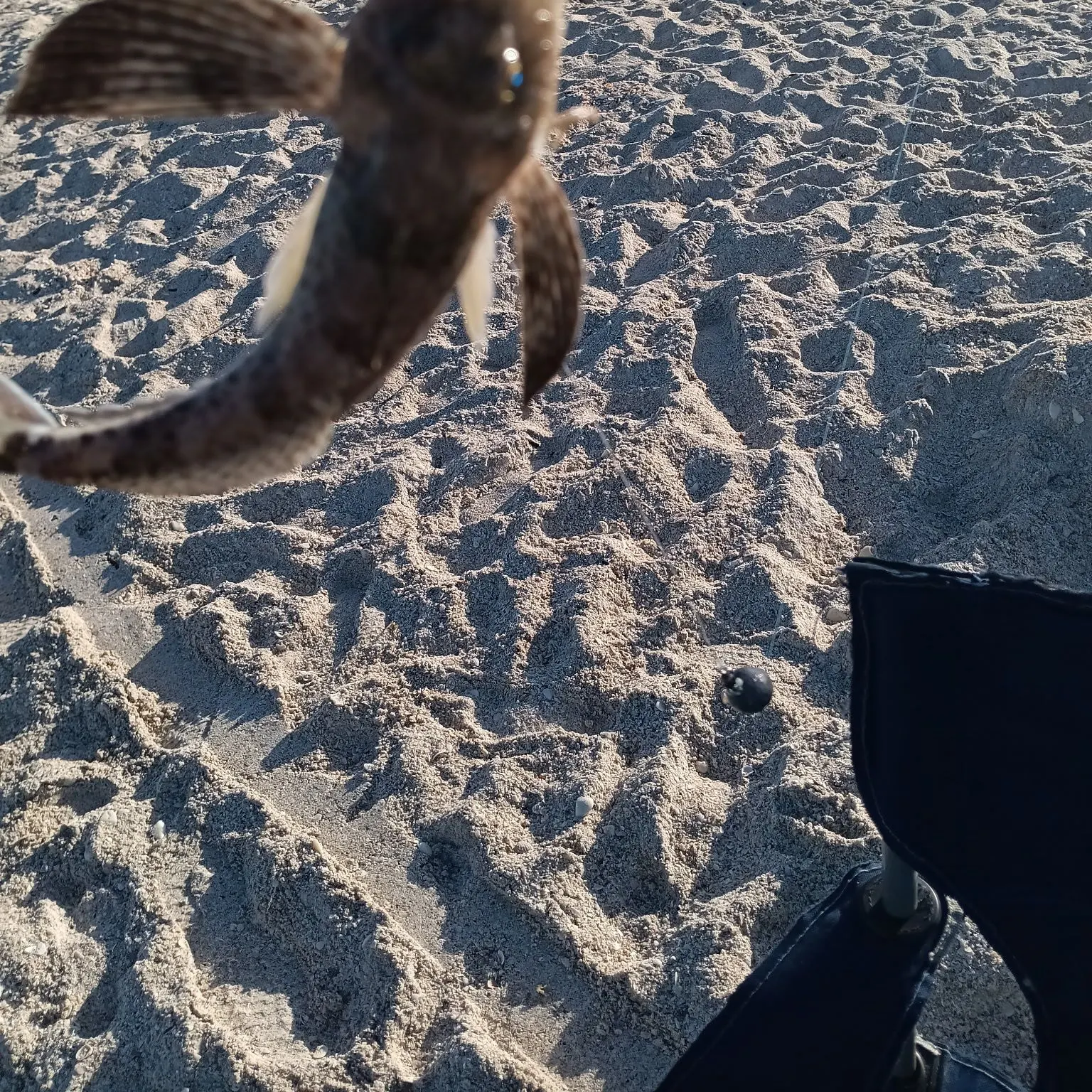 The most recent Northern searobin catches on Fishbrain