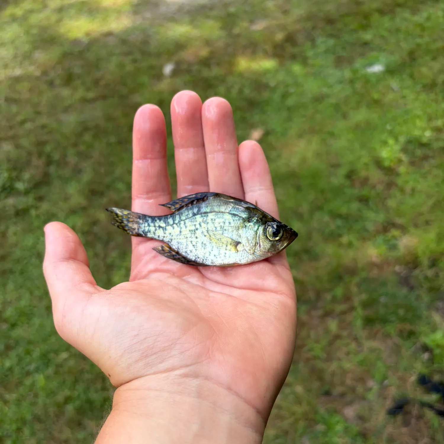 Black crappie caught on Fishbrain
