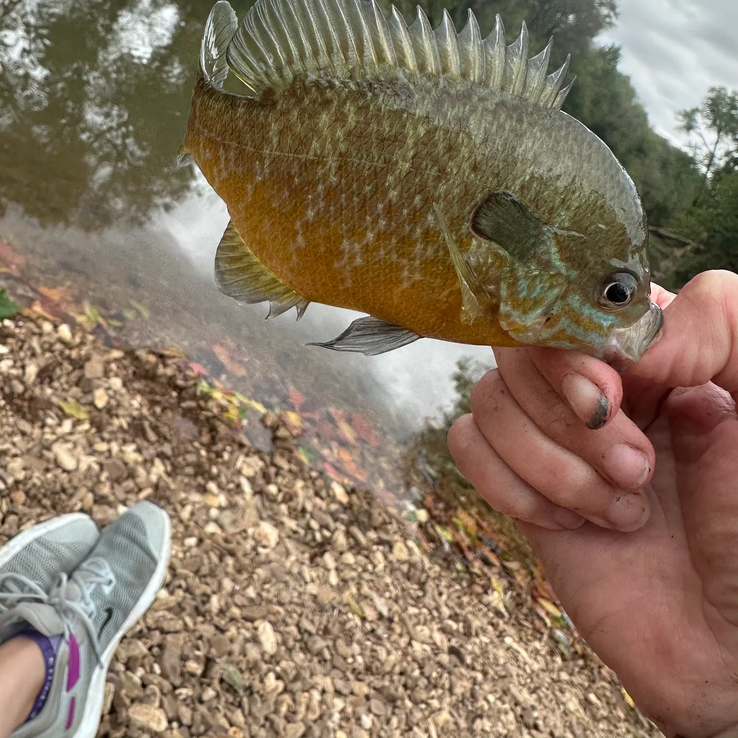 Bluegill caught on Fishbrain
