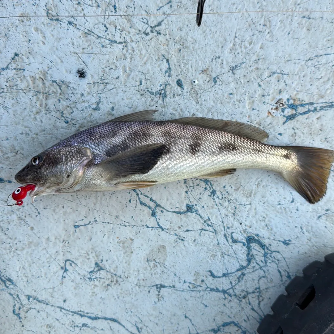 Southern kingcroaker caught on Fishbrain