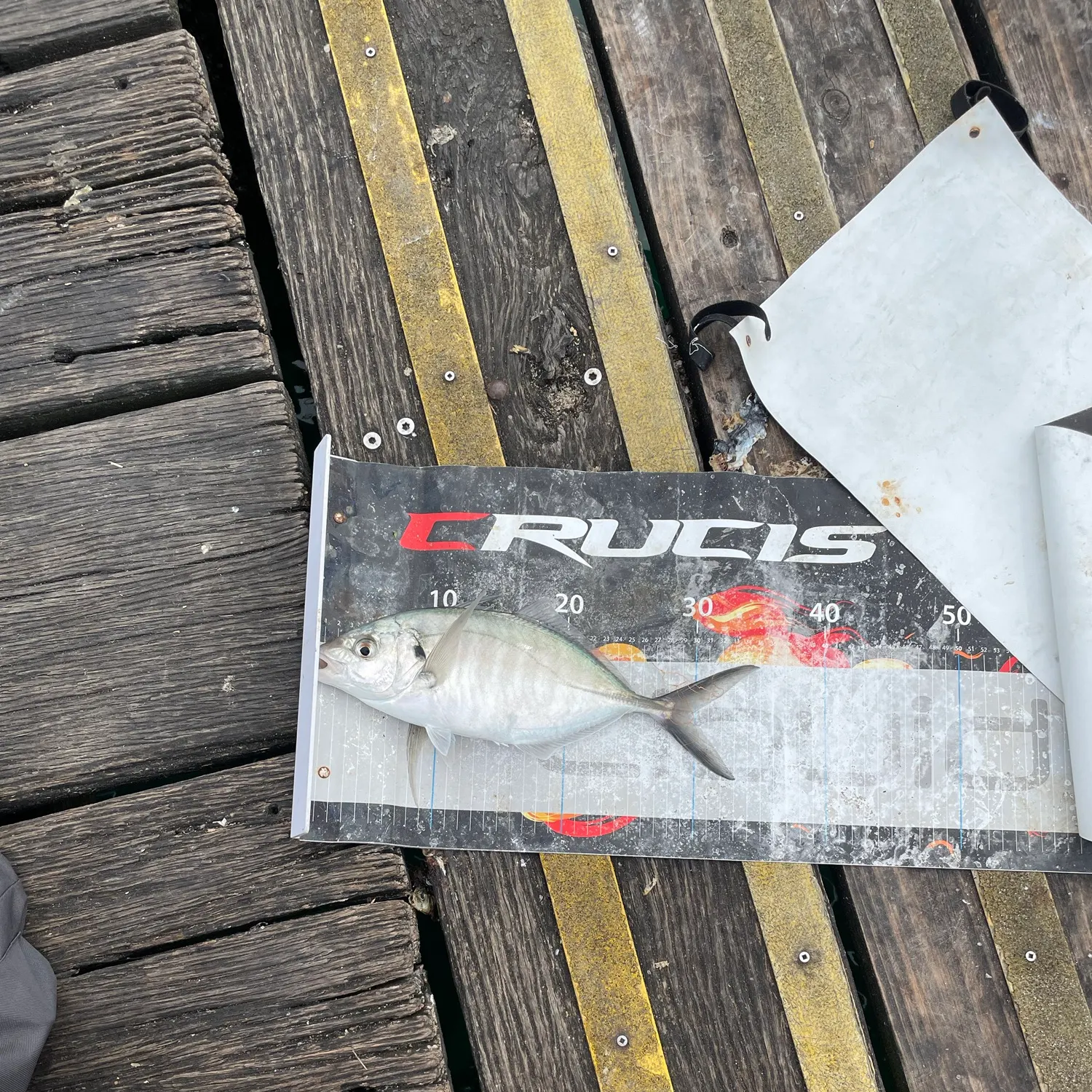 White trevally caught on Fishbrain