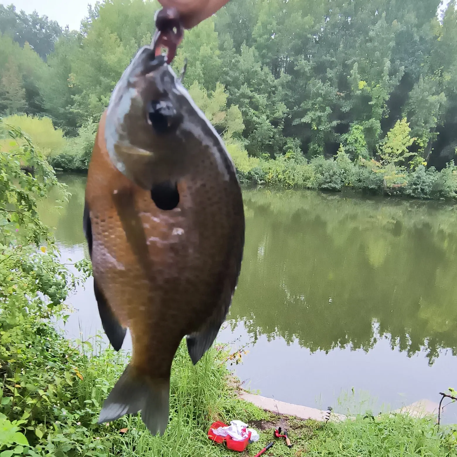 Bluegill caught on Fishbrain
