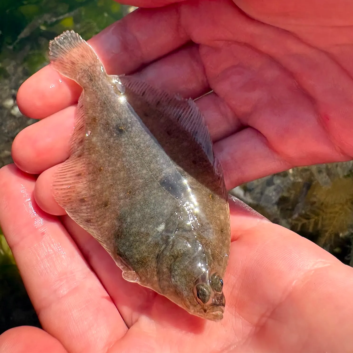 European flounder caught on Fishbrain