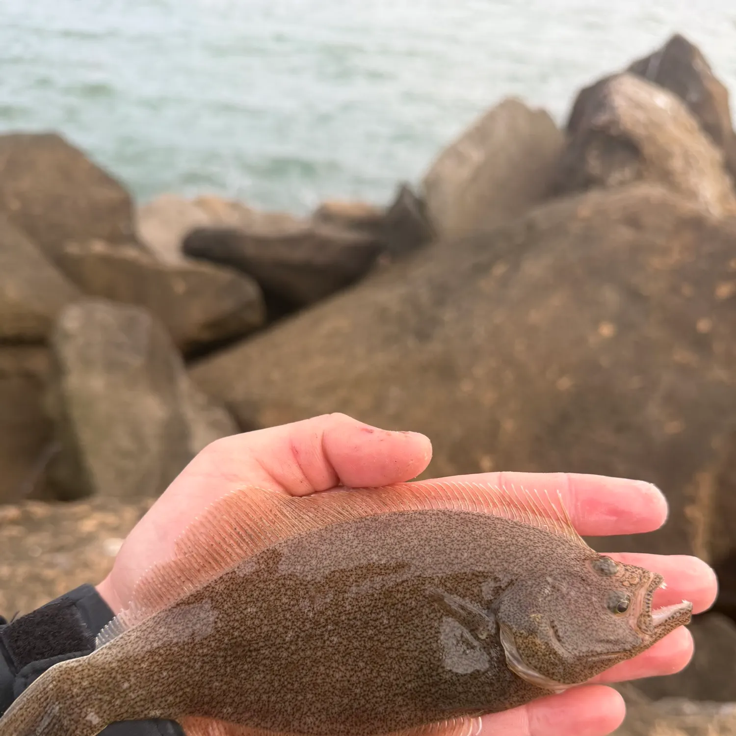 The most recent Pacific sand sole catches on Fishbrain