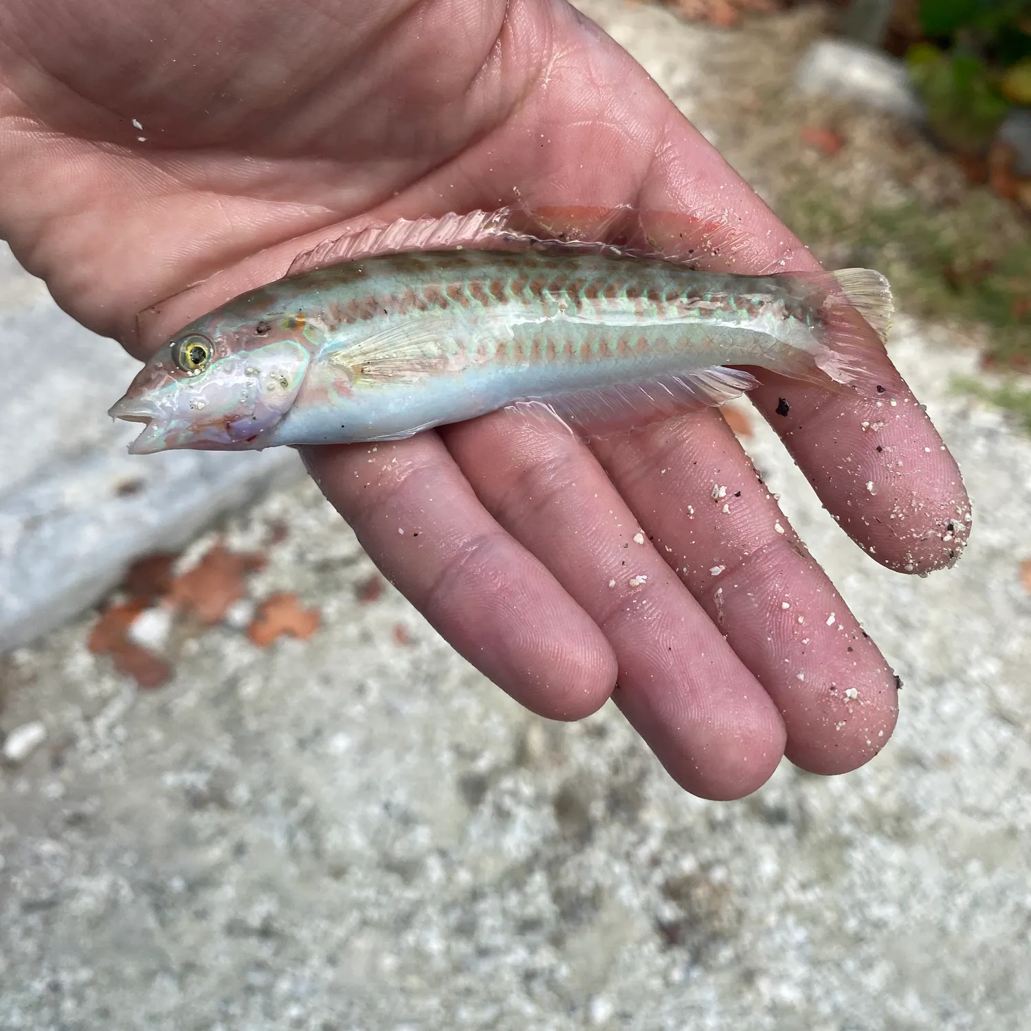 The most recent Slippery dick wrasse catches on Fishbrain