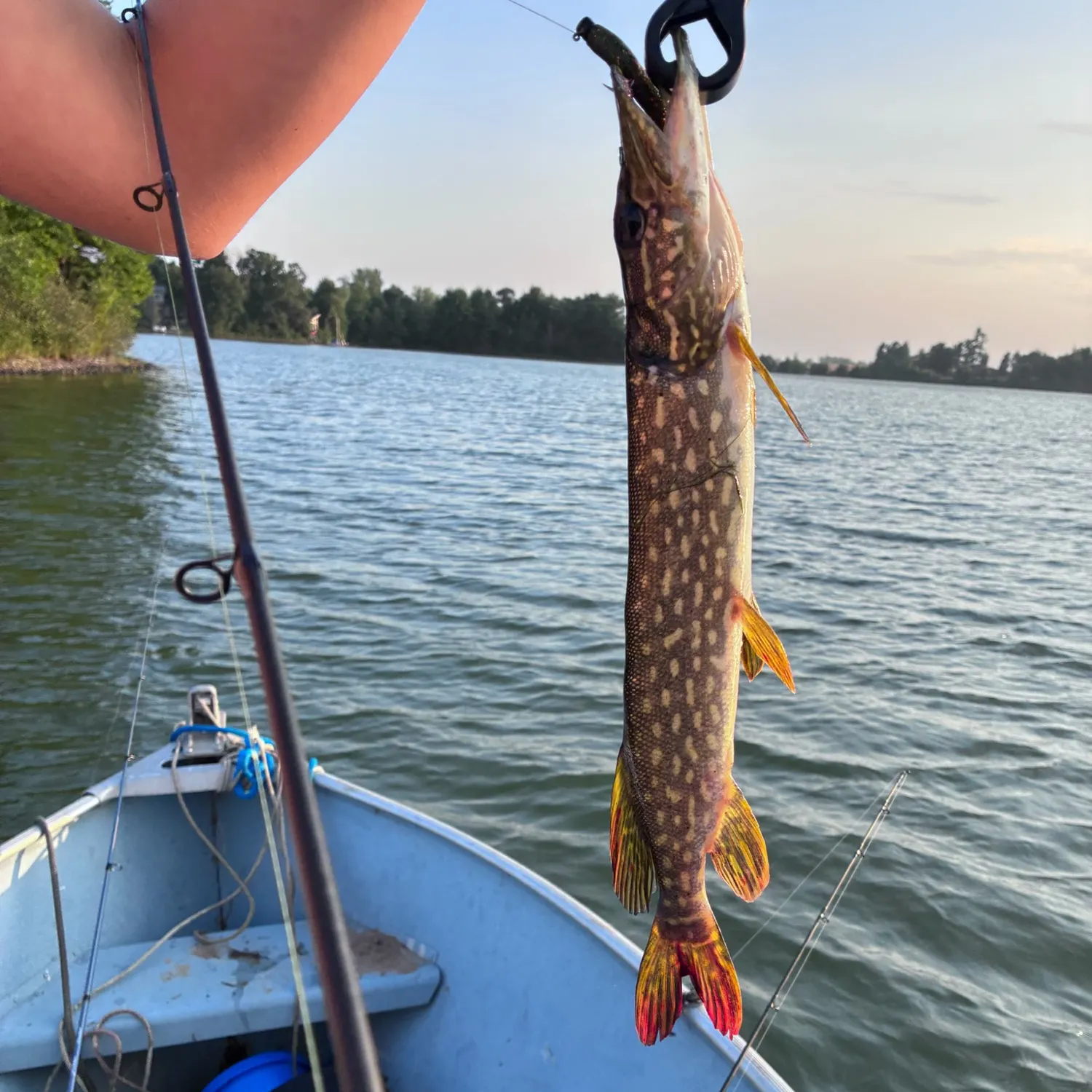 Northern pike caught on Fishbrain