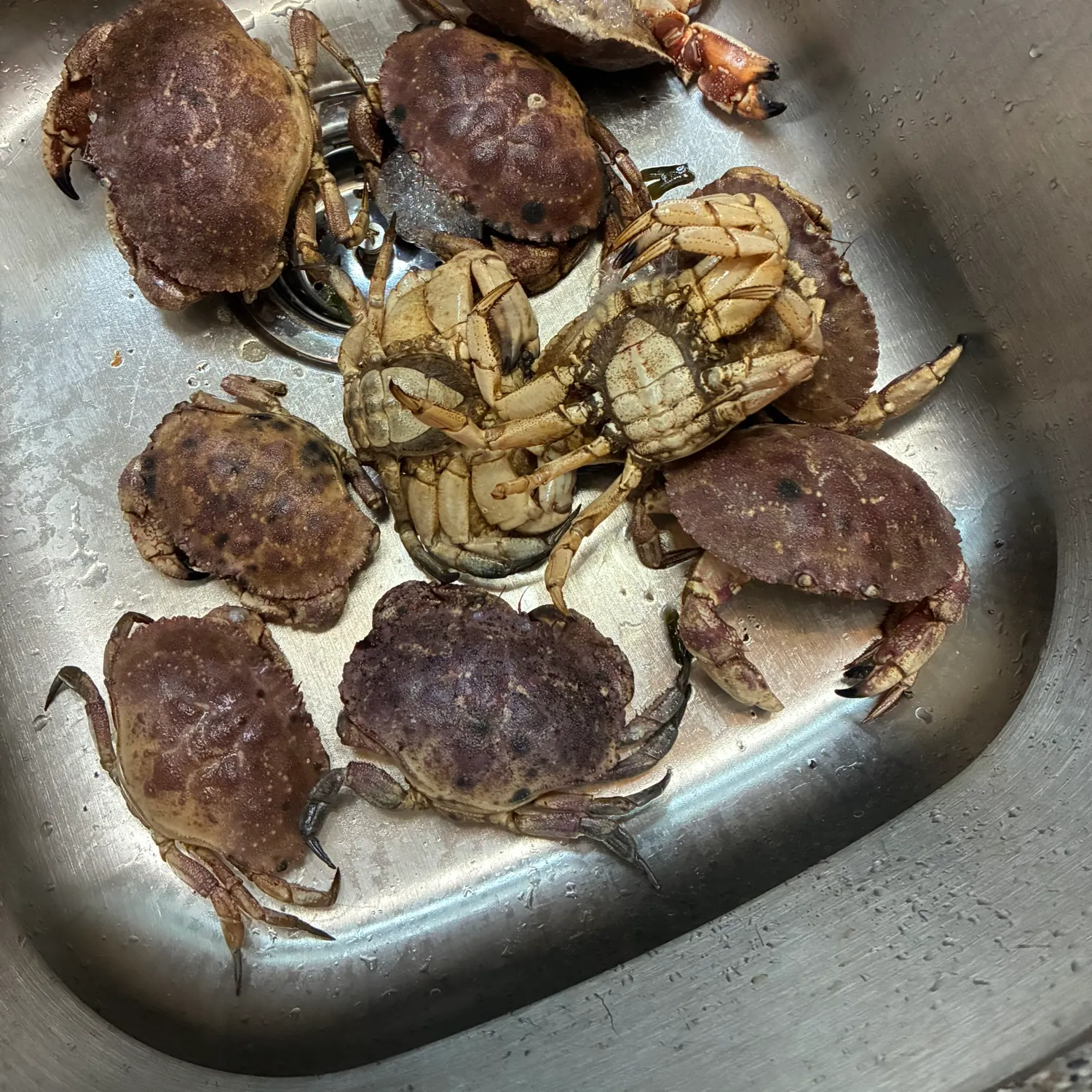 The most recent Jonah crab catches on Fishbrain
