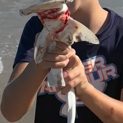 The most recent Great hammerhead shark catches on Fishbrain