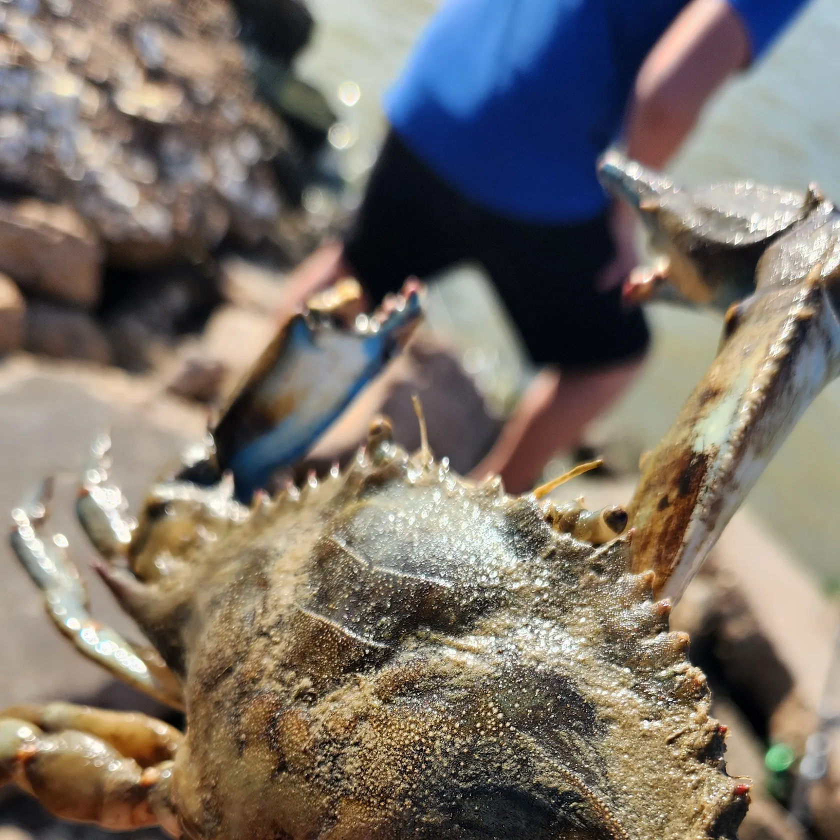 The most recent Blue crab catches on Fishbrain