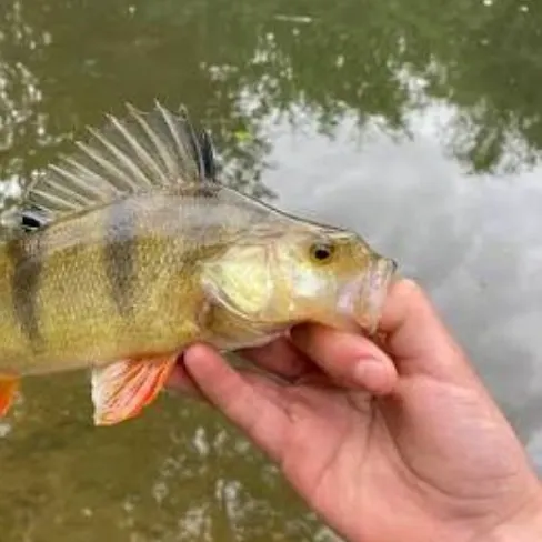 European perch caught on Fishbrain