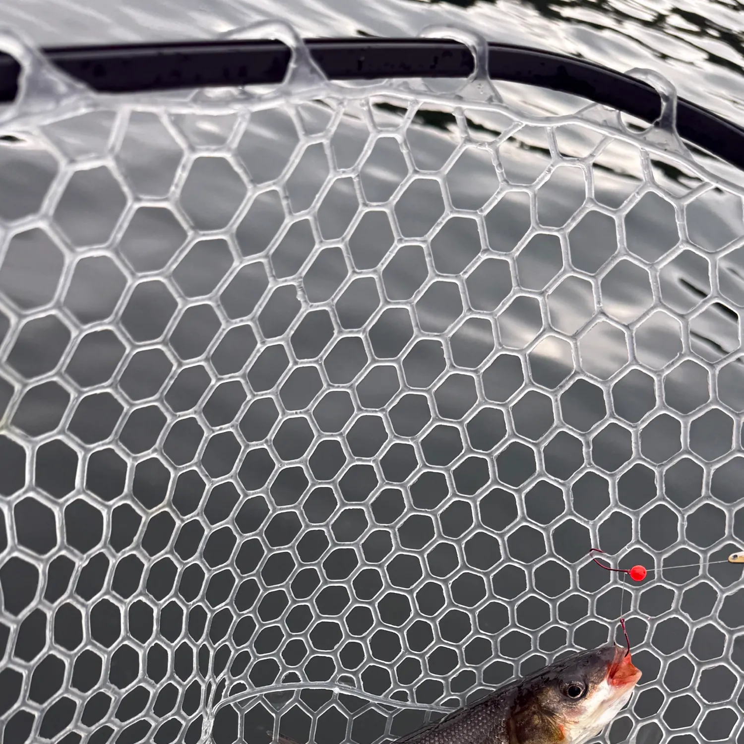 The most recent Peamouth catches on Fishbrain