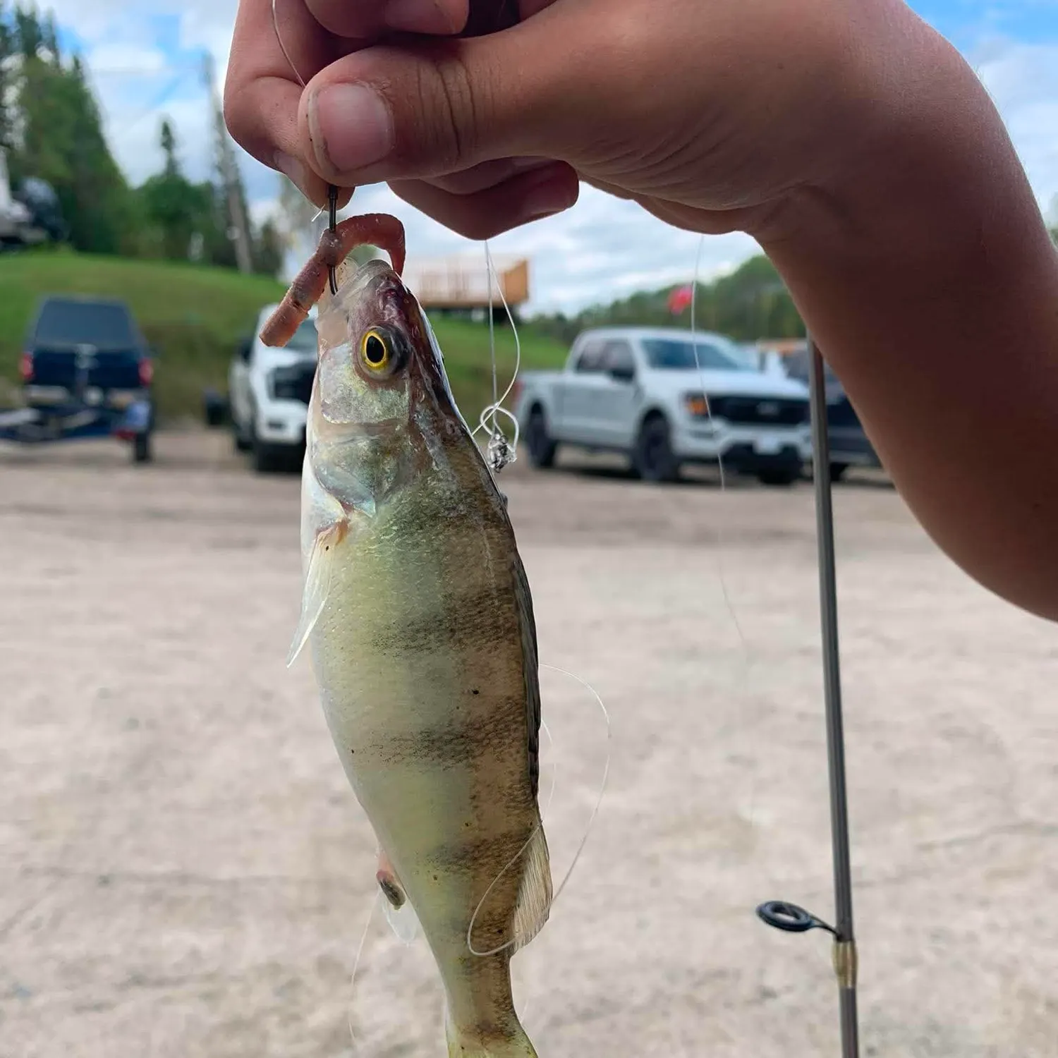 Yellow perch caught on Fishbrain