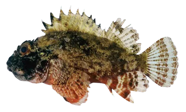 Golden scorpionfish