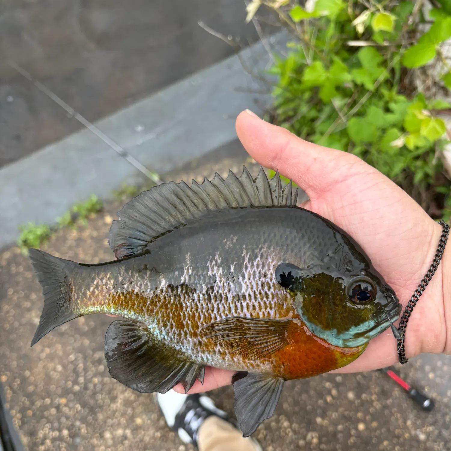catch
