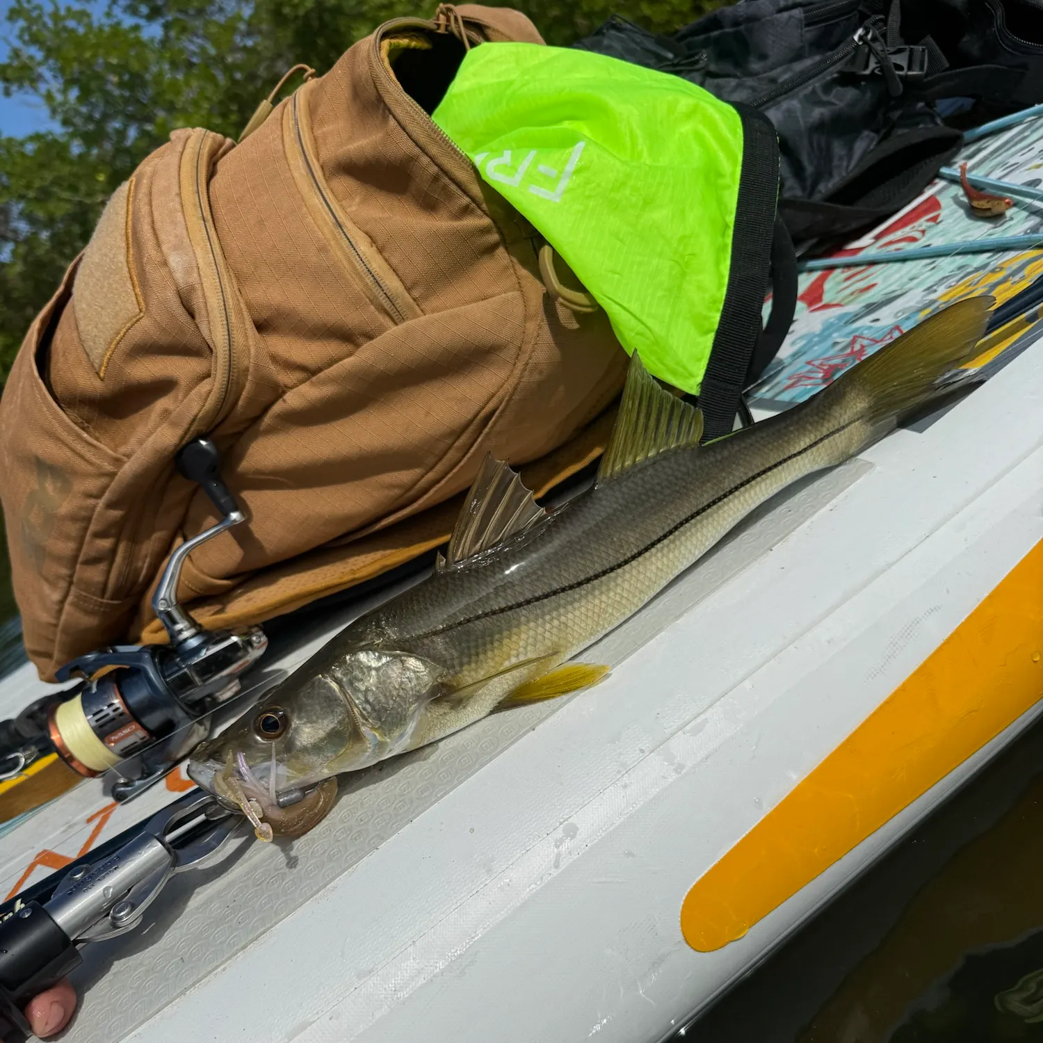 Common snook caught on Fishbrain