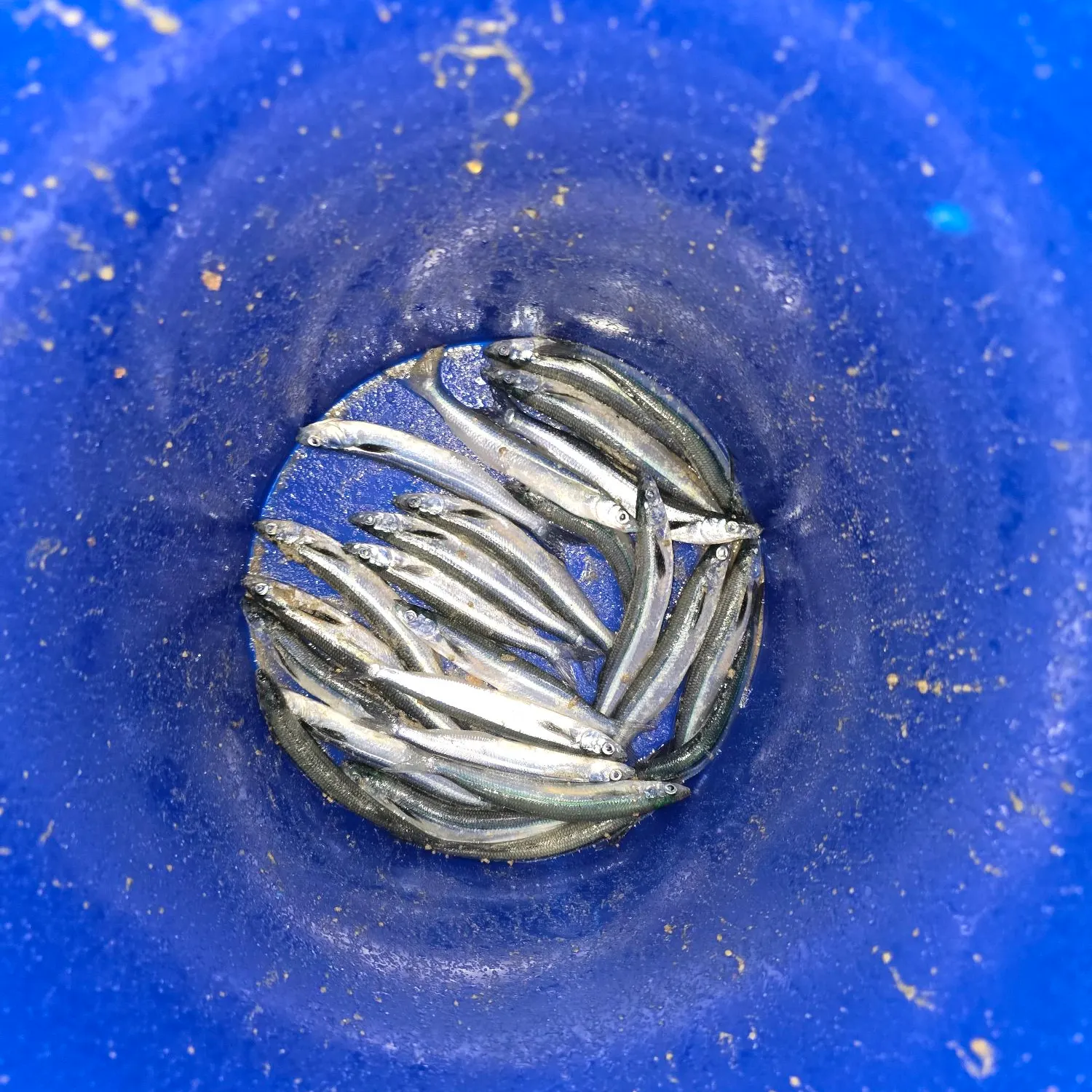 The most recent California grunion catches on Fishbrain