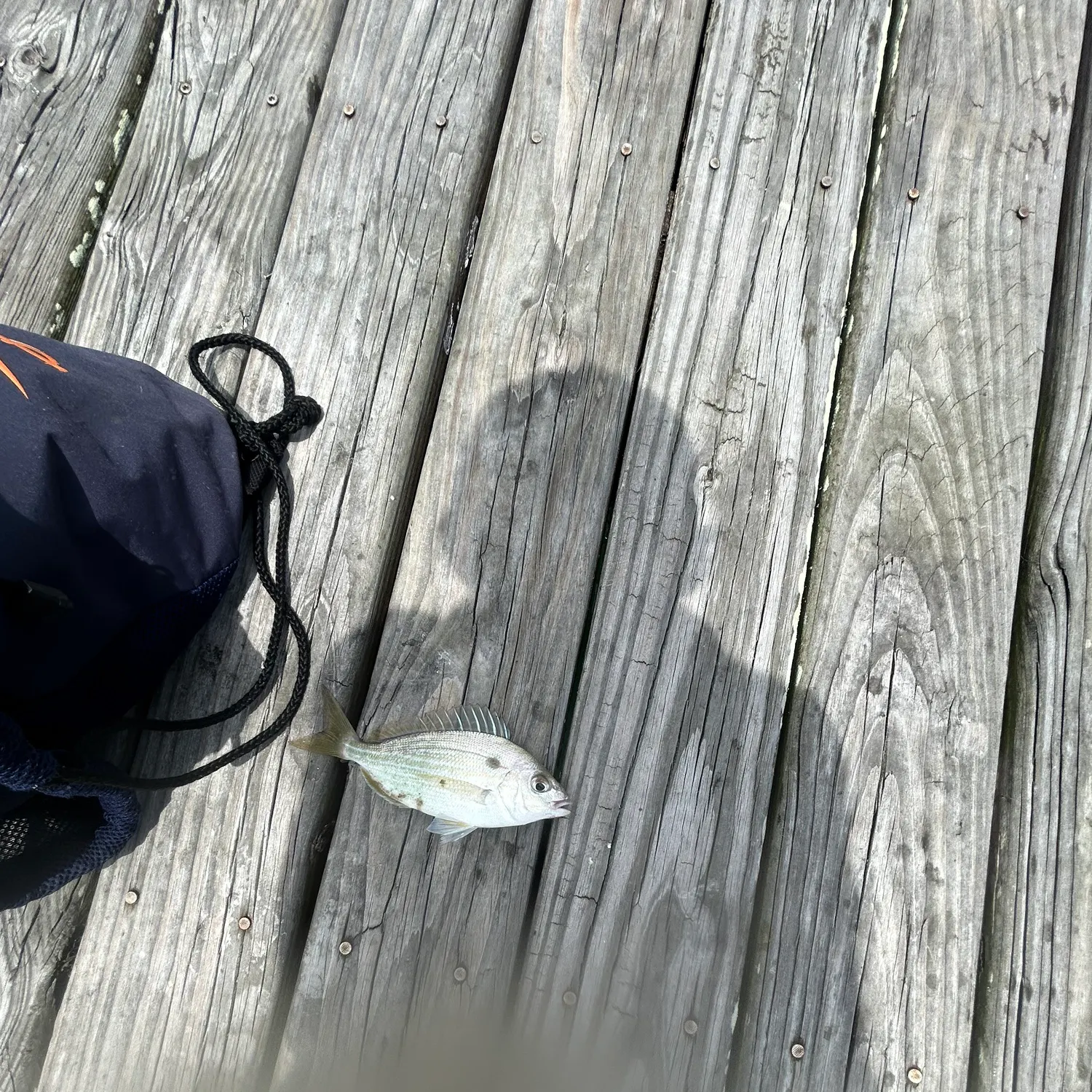 The most recent Pinfish catches on Fishbrain
