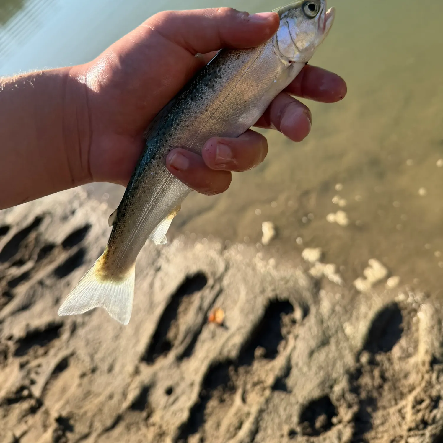 Rainbow trout caught on Fishbrain