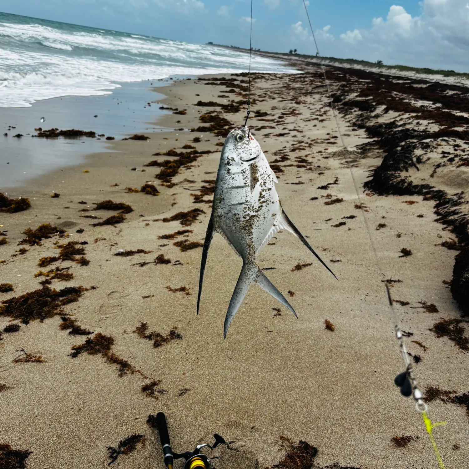 The most recent Palometa catches on Fishbrain