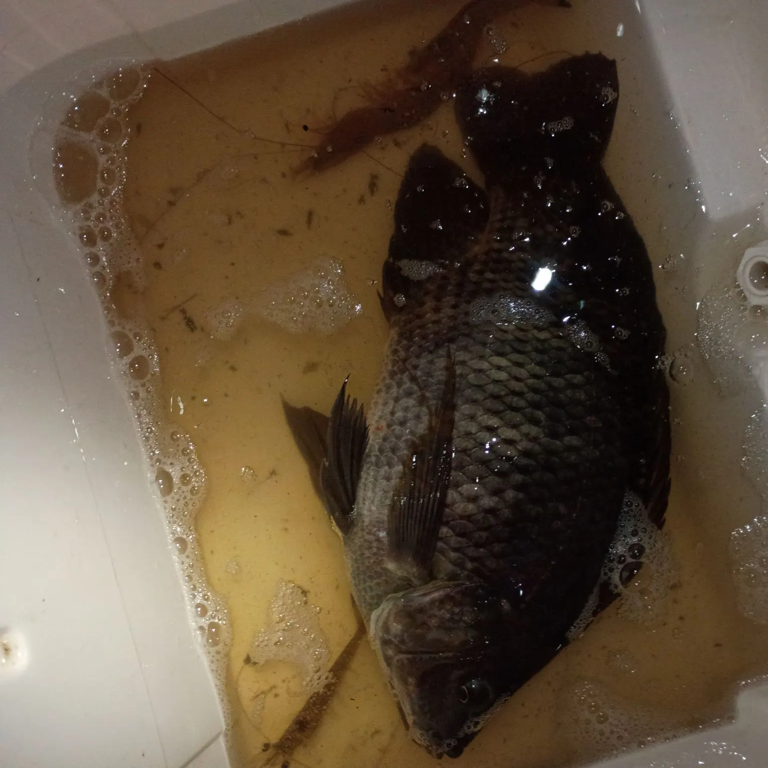Nile tilapia caught on Fishbrain