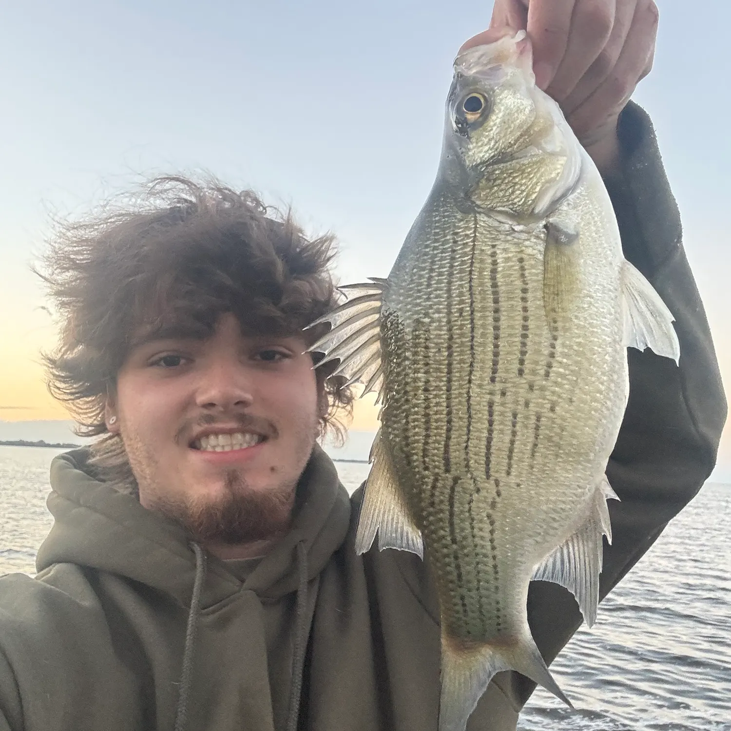 White bass caught on Fishbrain