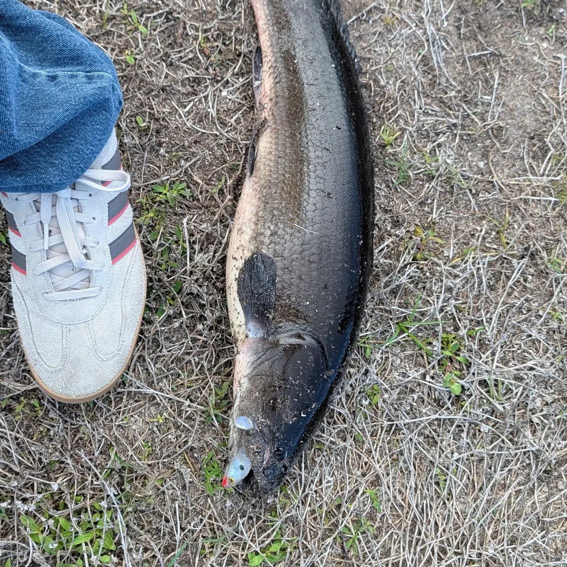 The most recent Bullseye snakehead catches on Fishbrain