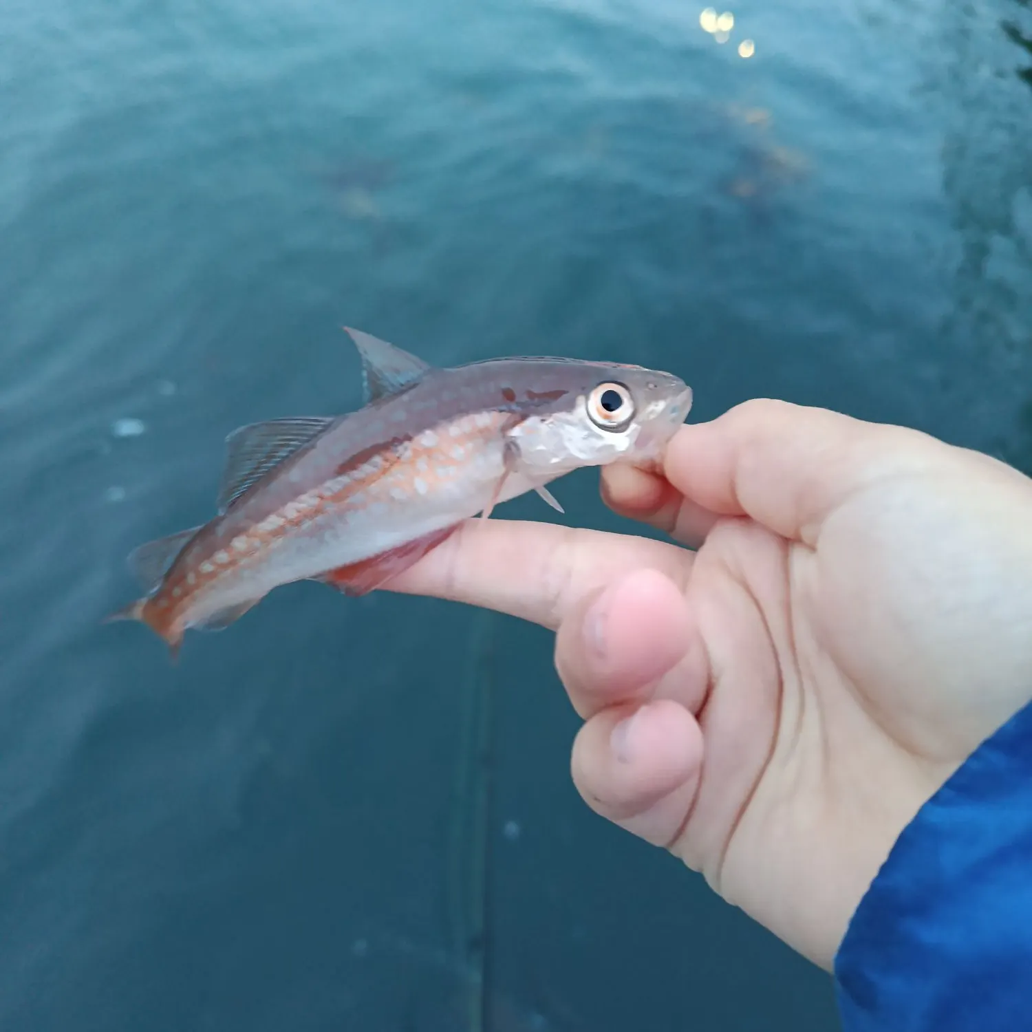 Poor cod caught on Fishbrain