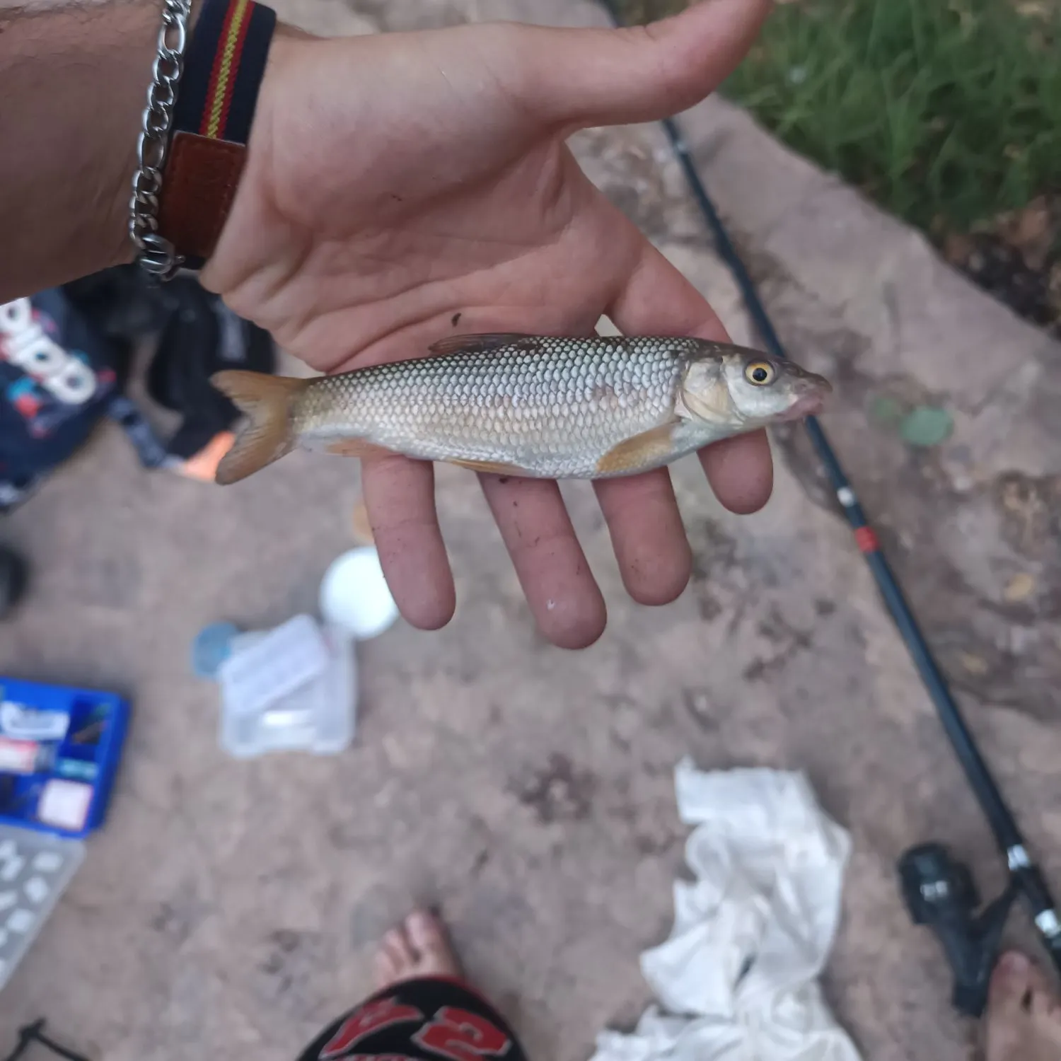 The most recent Northern barbel catches on Fishbrain