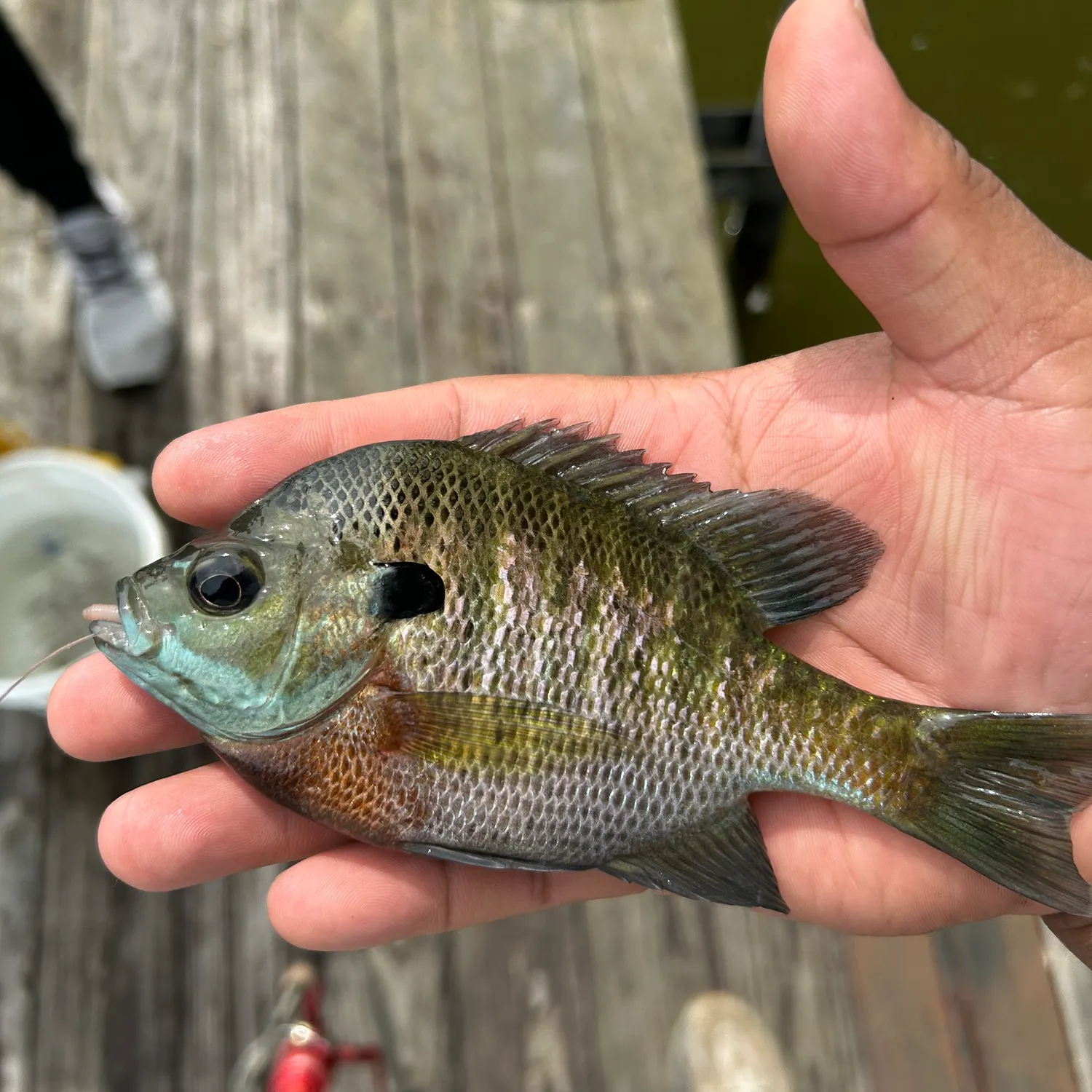 catch