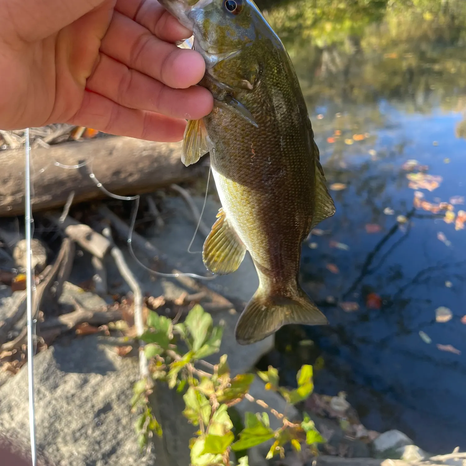 Smallmouth bass caught on Fishbrain